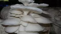 Budidaya Jamur Tiram