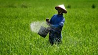 Pupuk Palsu Sawah