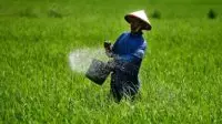 pupuk palsu semakin beredar di jawa tengah Pupuk Palsu Sawah