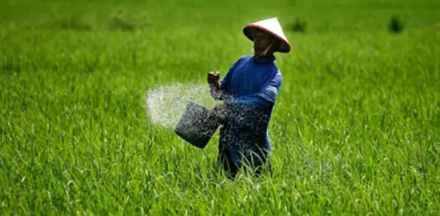 Pupuk Palsu Sawah