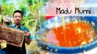 Peluang Usaha Madu Murni