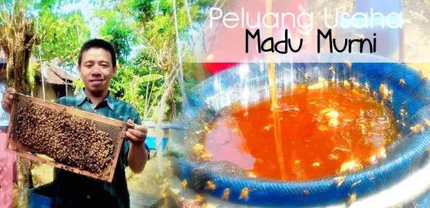 Peluang Usaha Madu Murni