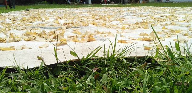 Di Desa Kalisari, Limbah Tahu Disulap Jadi Kerupuk Jemur Kerupuk