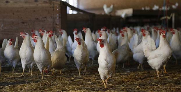 Peluang Usaha Ayam Potong Masih Menjanjikan, Ini Alasannya