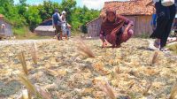 Petani Rumput Laut di Pamekasan