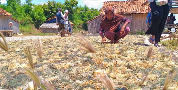 Petani Rumput Laut di Pamekasan