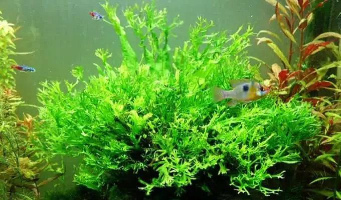 Peluang Usaha Ikan Hias & Aquascape aquascape