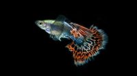 Usaha Ikan Hias-min