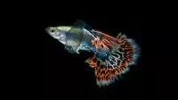 Usaha Ikan Hias-min