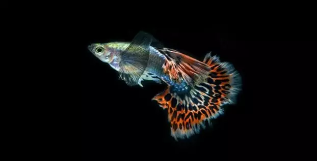 Peluang Usaha Ikan Hias & Aquascape Usaha Ikan Hias-min