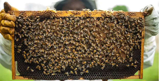 Produk Budidaya Lebah Madu yang Bisa Dijual