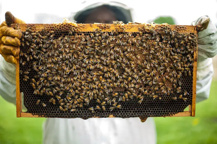 Produk Lebah Madu