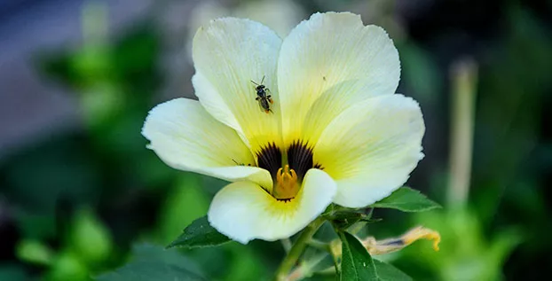 Bunga Kesukaan Klanceng