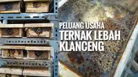 Ternak Lebah Klanceng