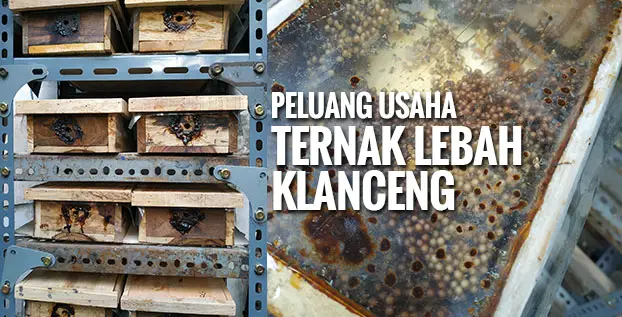 Peluang Usaha Ternak Lebah Klanceng