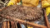 Budidaya Lebah Madu