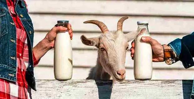 Manfaat Susu Kambing Etawa yang Tidak Banyak Orang Ketahui